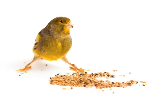 Línea de alimentos para aves Accurso